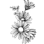 Extracto de matricaria (grado clínico)